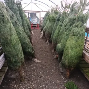 9 m Christmas Tree product inventory