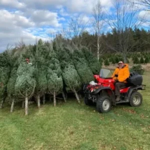Artificial Christmas Trees product inventory